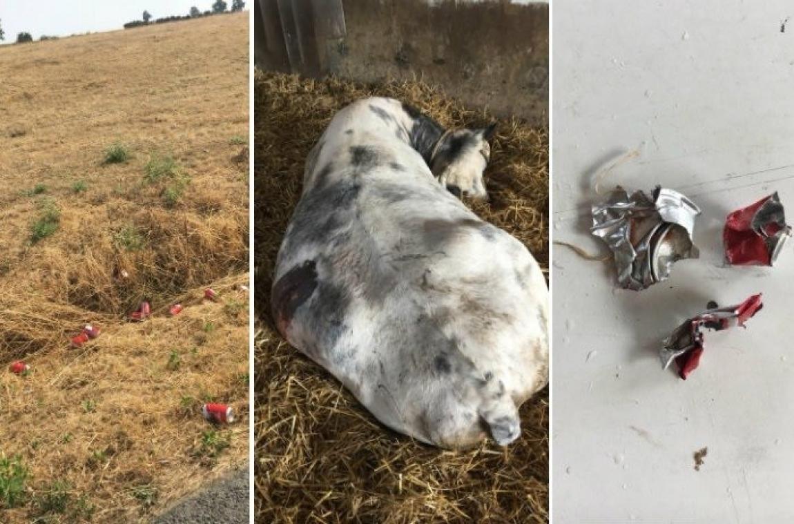 Une vache meurt à cause de canettes jetées dans sa prairie