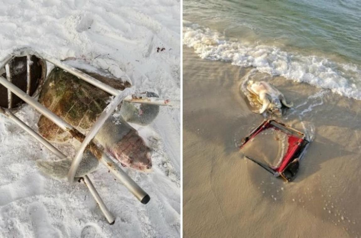 Des déchets laissés sur les plages tuent des rarissimes tortues