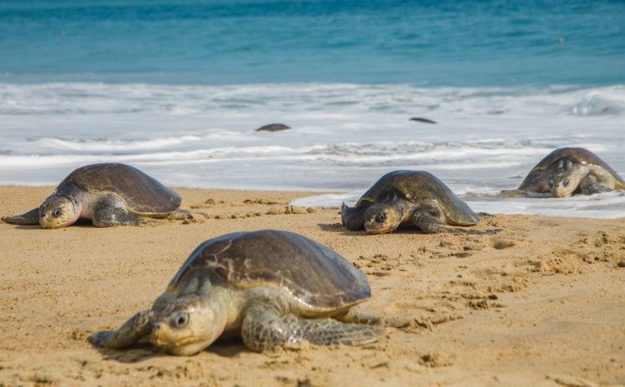 122 tortues marines trouvées mortes sur des plages du sud du Mexique