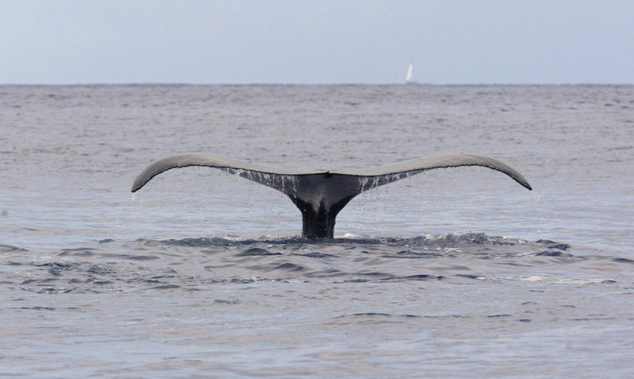 50 baleines tuées dans une zone protégée de l'Antarctique