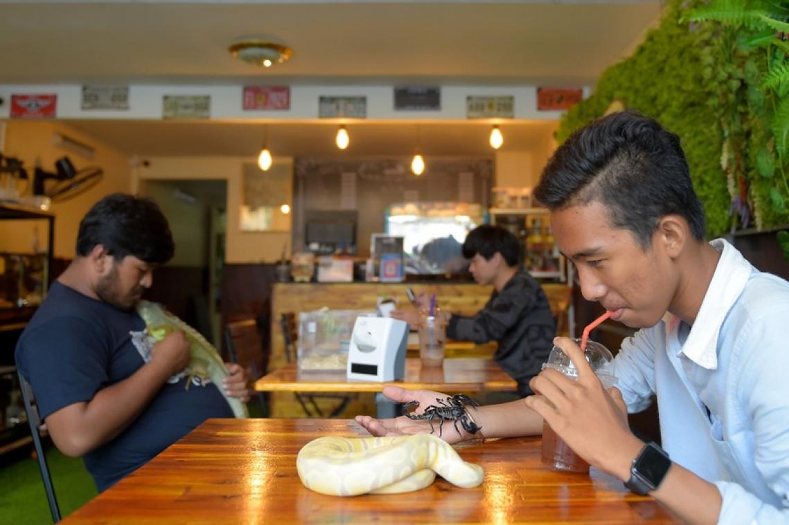 Au Cambodge, le Reptile Café met en valeur ces animaux «incompris»