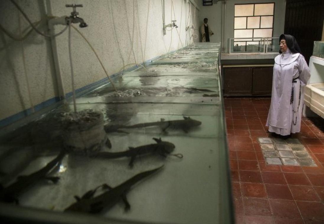 PHOTOS. Un monastère mexicain à la sauvegarde de salamandres aquatiques