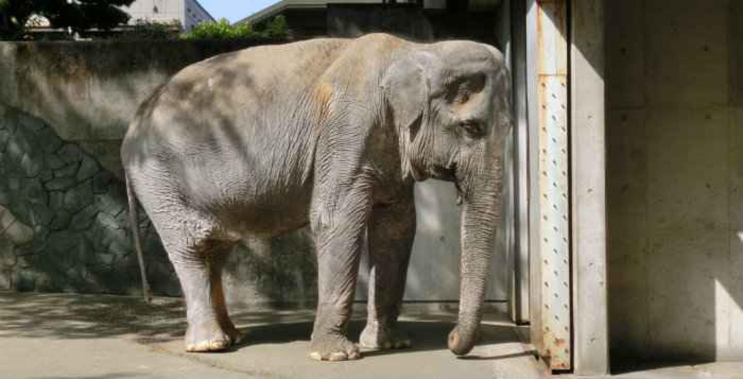Une pétition pour sauver Hanako, un éléphant enfermé dans son enclos depuis 61 ans
