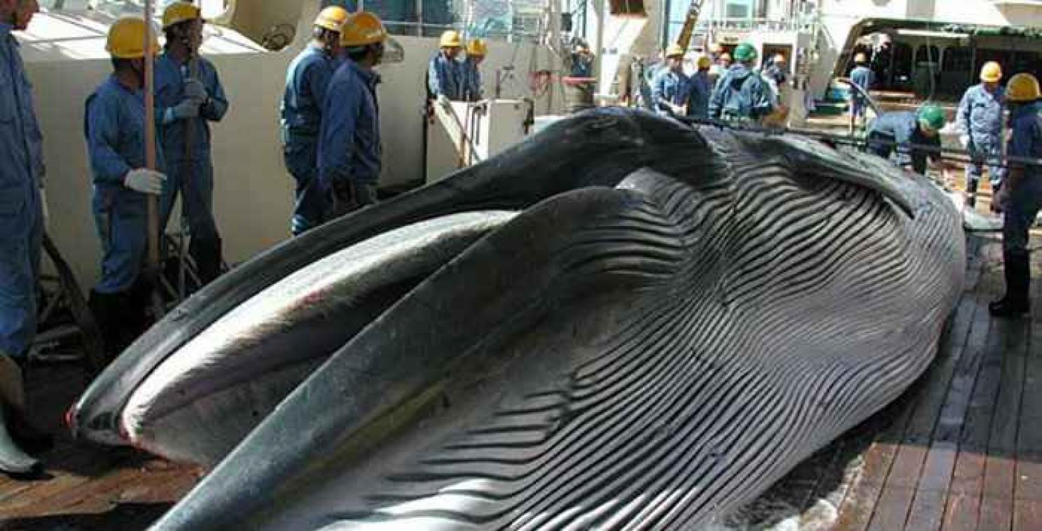 Le Japon annonce reprendre la chasse à la baleine pour des raisons "scientifiques"