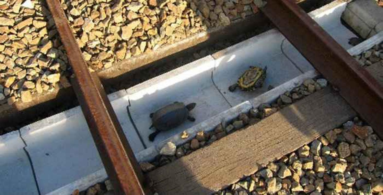 Au Japon, les cheminots installent des tranchées sous les voies pour sauver les tortues
