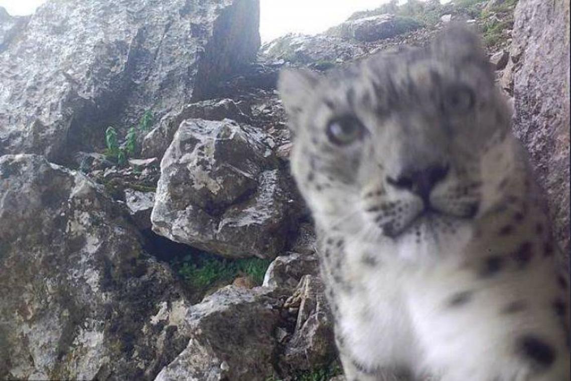 Un rare léopard des neiges pose pour des selfies