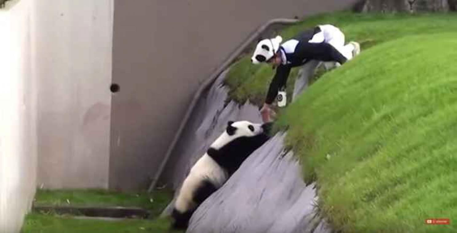 VIDEO. Les péripéties d'un petit panda maladroit amusent le web