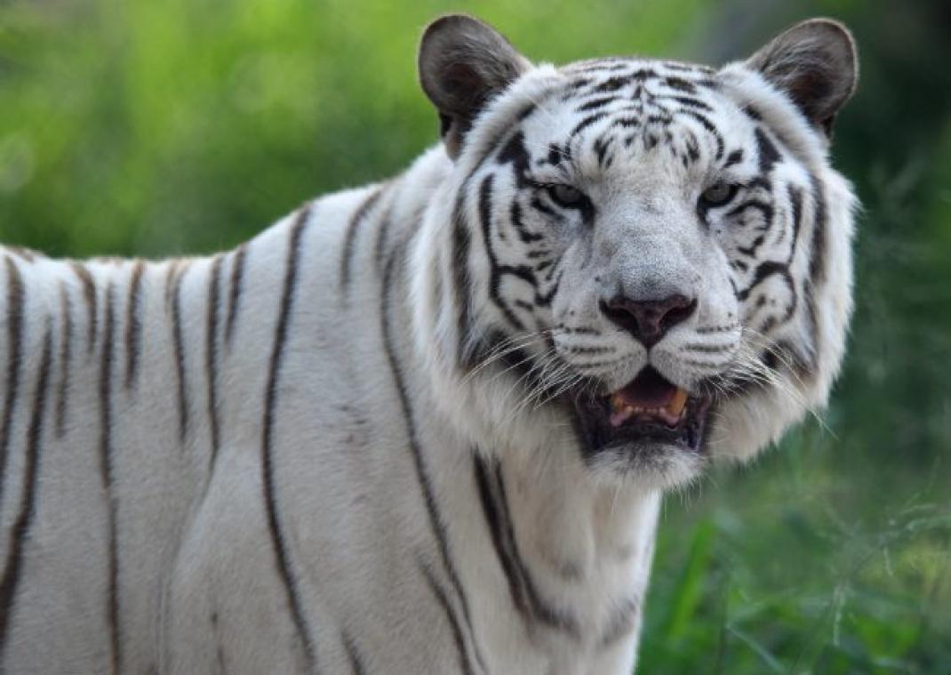Un gardien de zoo tué par un tigre blanc au Japon
