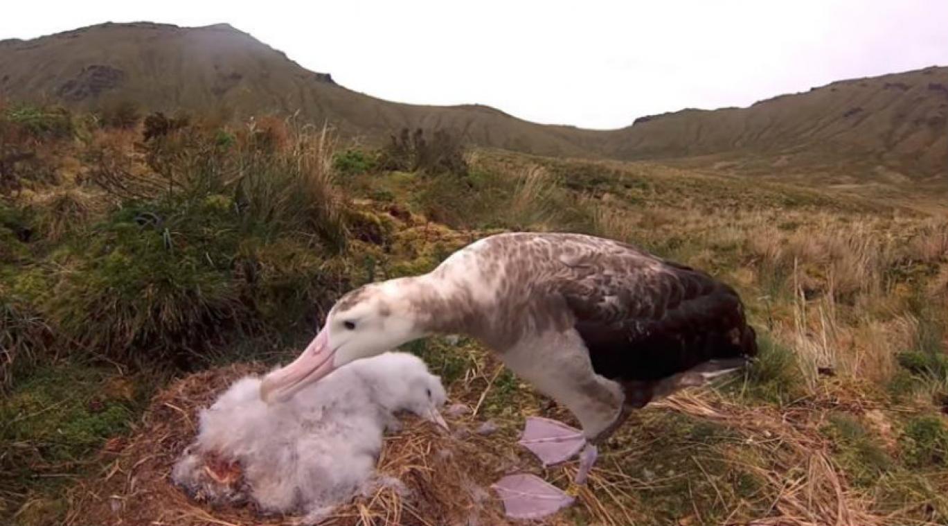 VIDEO. Une espèce rare d'albatros menacée par des souris géantes