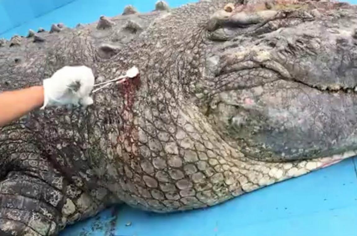 L'horrible cruauté des visiteurs d'un zoo envers un crocodile