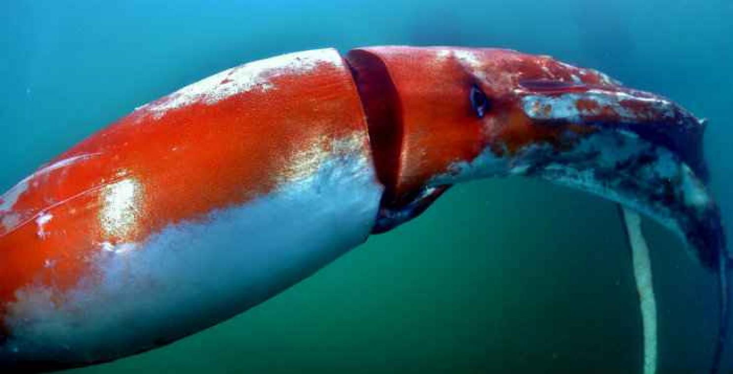 VIDEO. Un calamar géant découvert dans un port japonais