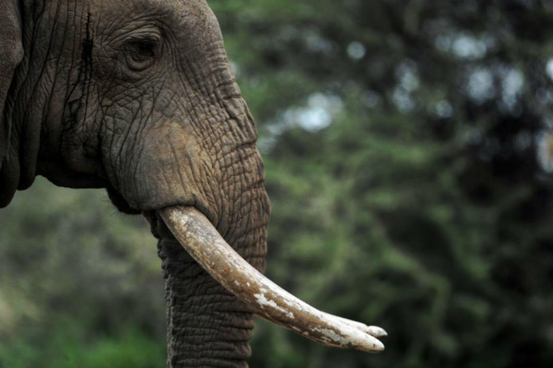 A cause du braconnage, de plus en plus d'éléphants naissent sans défense