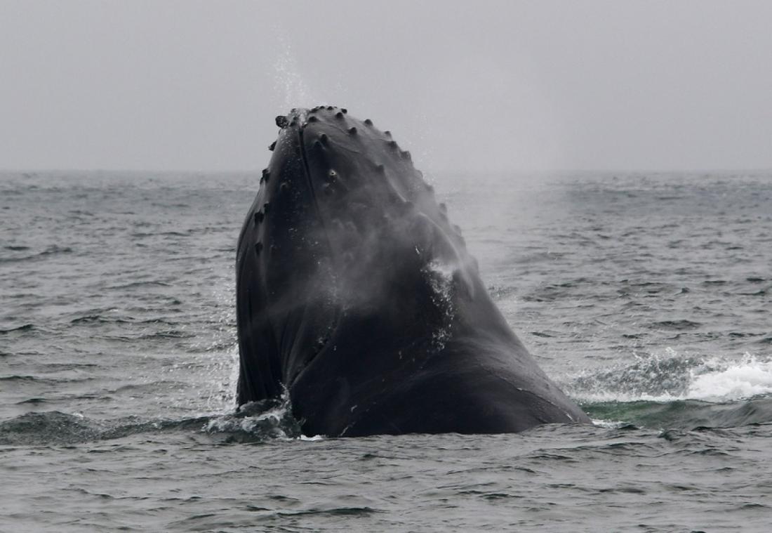 Le Japon quitte la CBI et reprend la chasse à la baleine