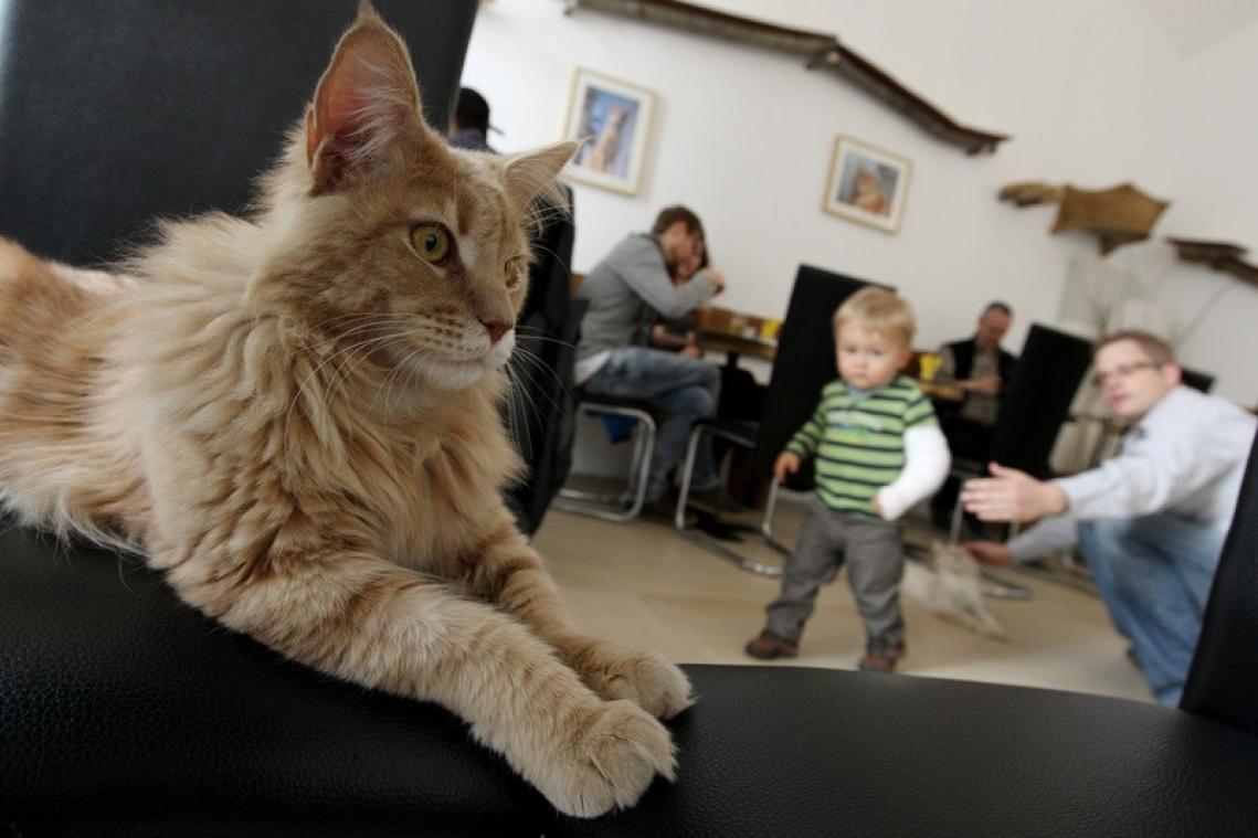 Le premier bar à chats de Liège entouré d'une polémique