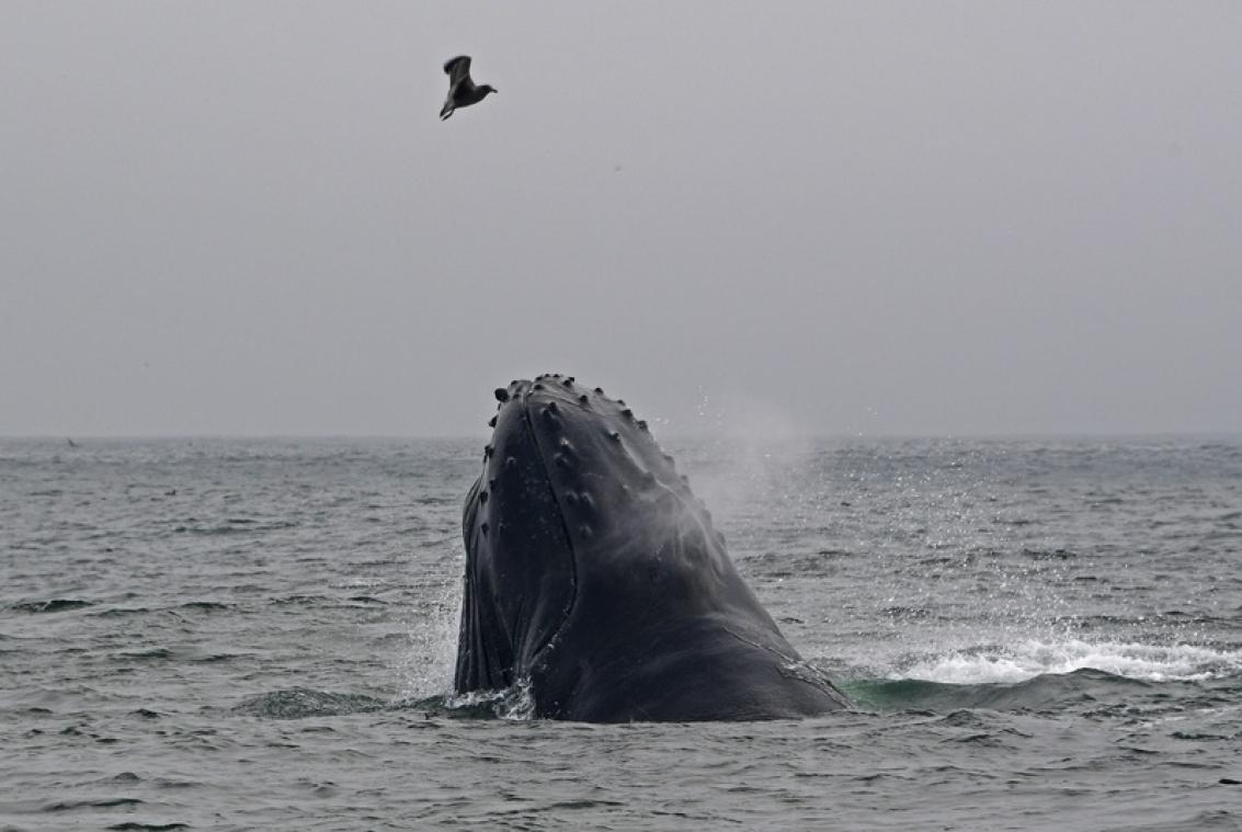 VIDEO. Une baleine à bosse aperçue au large de la côte belge
