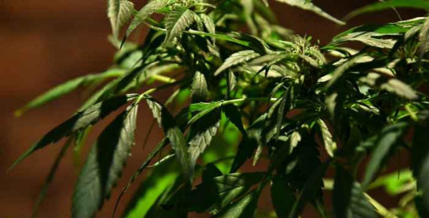 Au Canada, les malades pourront faire pousser leur propre cannabis