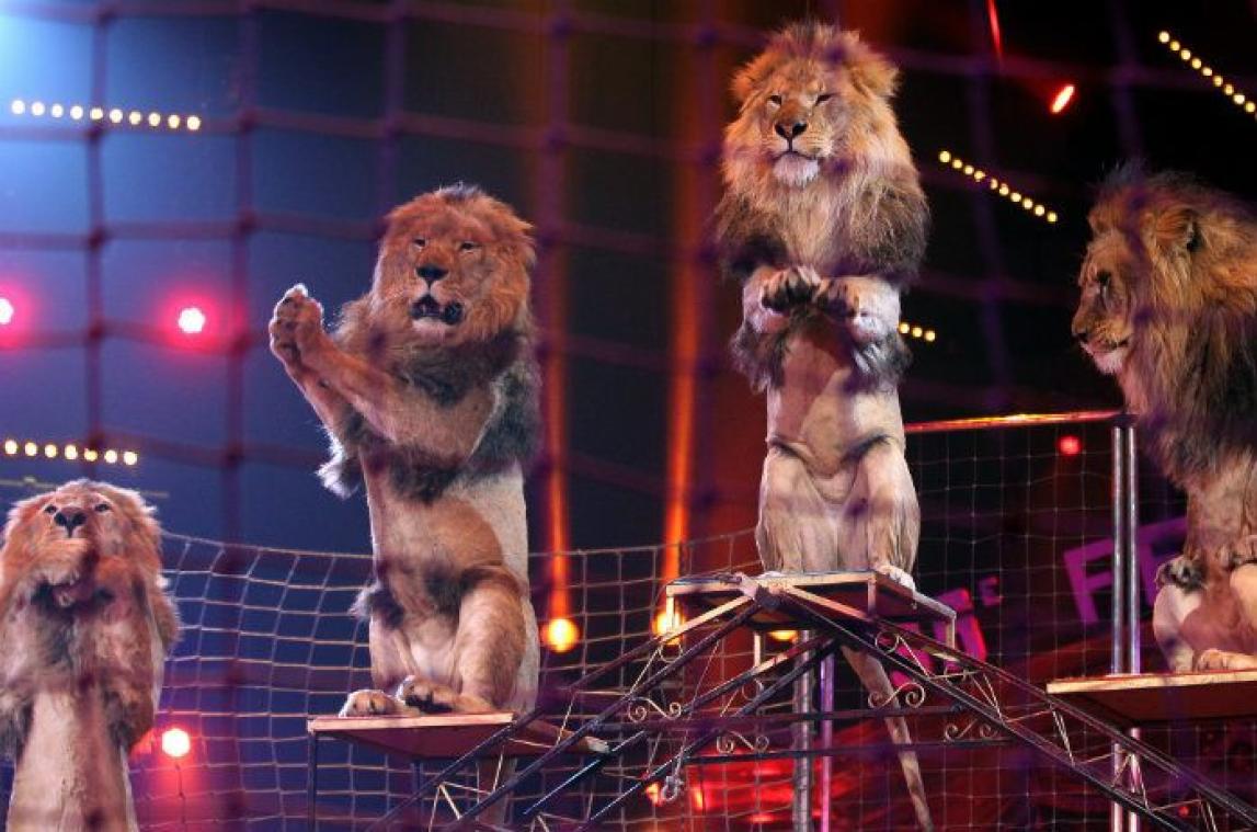 En Suisse, la mise en scène de trois lionnes au Cirque Royal fait polémique
