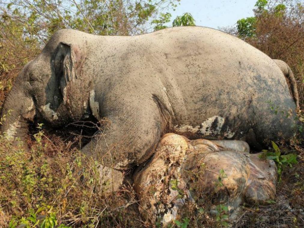 Un éléphant retrouvé mort, la queue et les défenses coupées au Cambodge