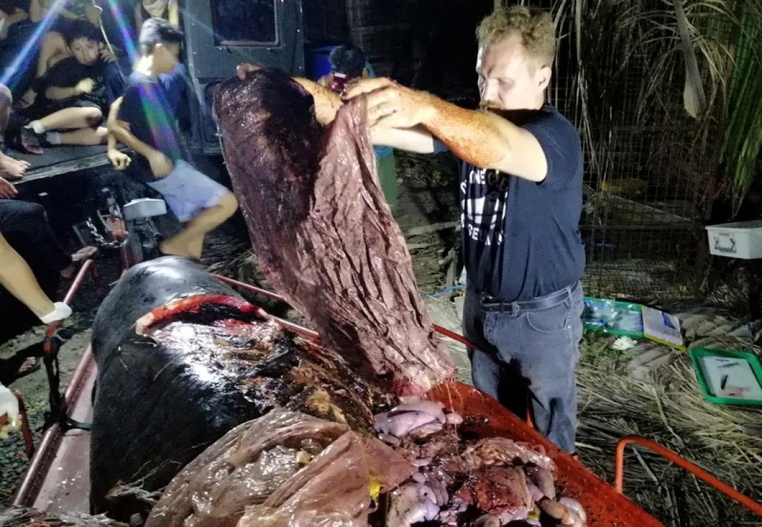 Plus de 40 kg de plastique retrouvés dans une baleine échouée