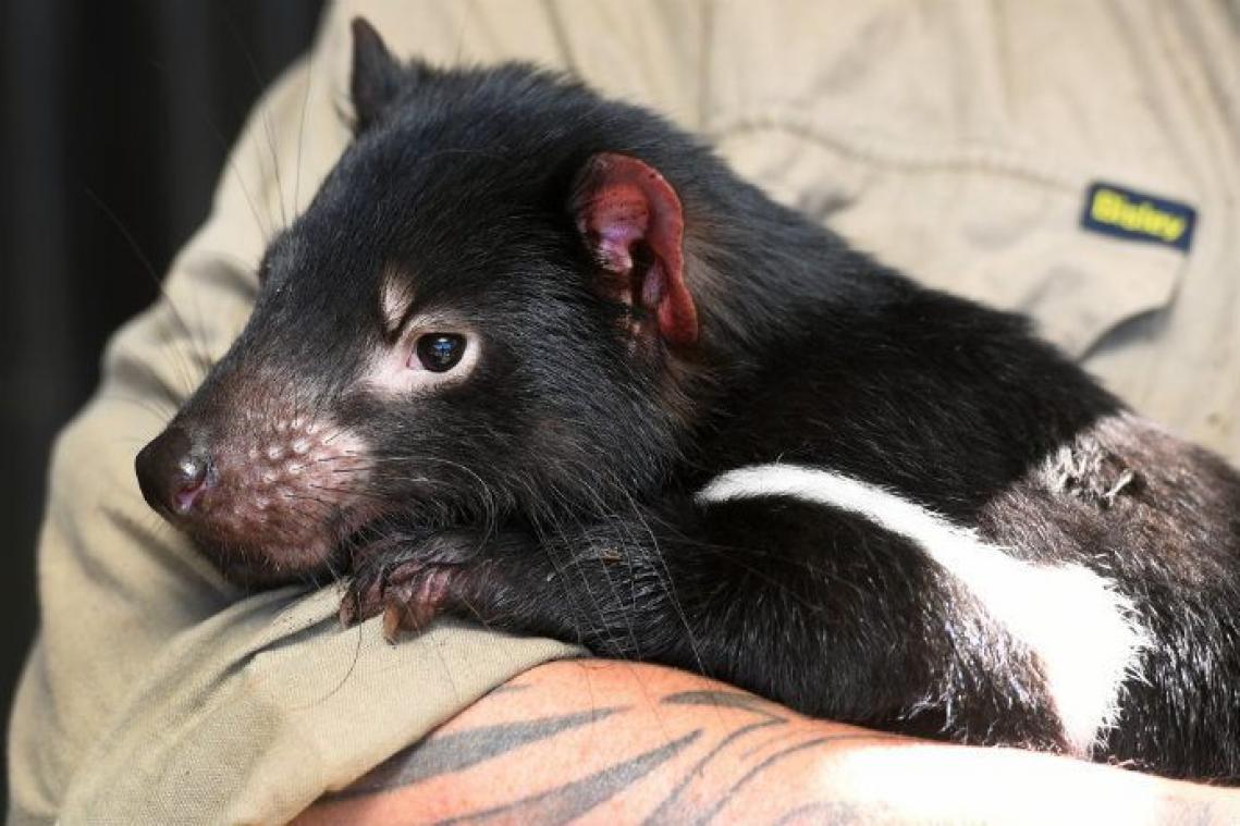 Menacé d'extinction, le diable de Tasmanie montre une résistance inespérée