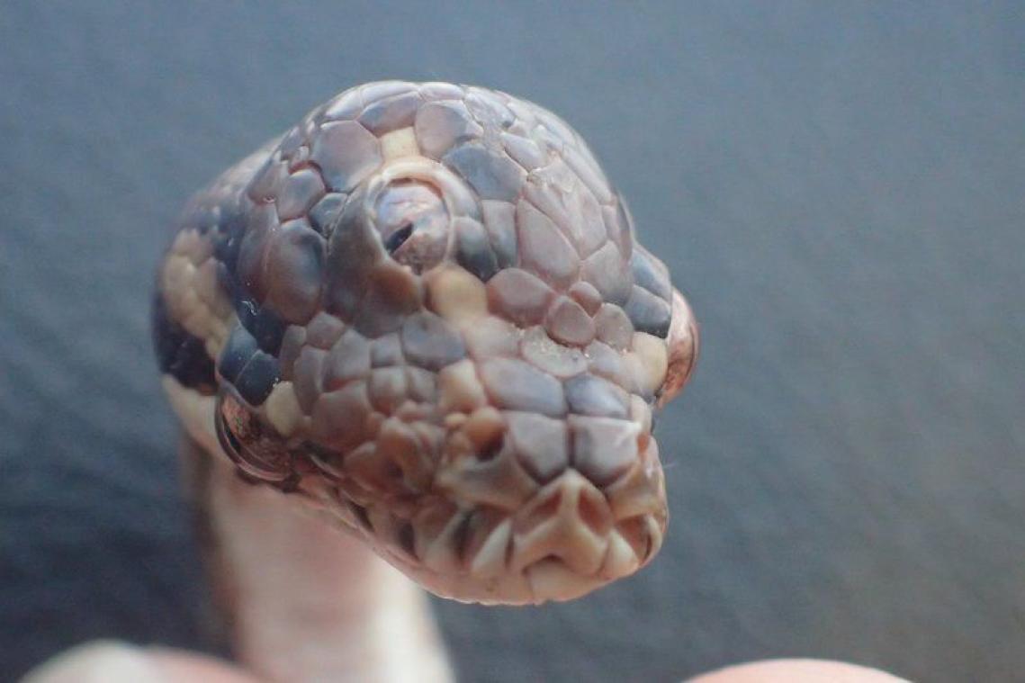Un serpent à trois yeux découvert au nord de l'Australie