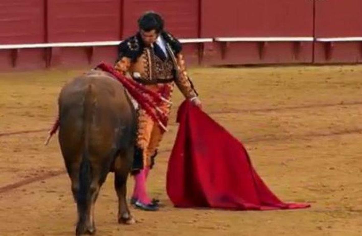 VIDEO. Un matador sèche les larmes d'un taureau avant de le tuer