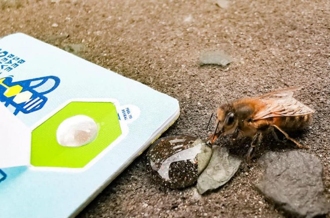 Un kit pour sauver les abeilles épuisées qui sont retrouvées dans la rue