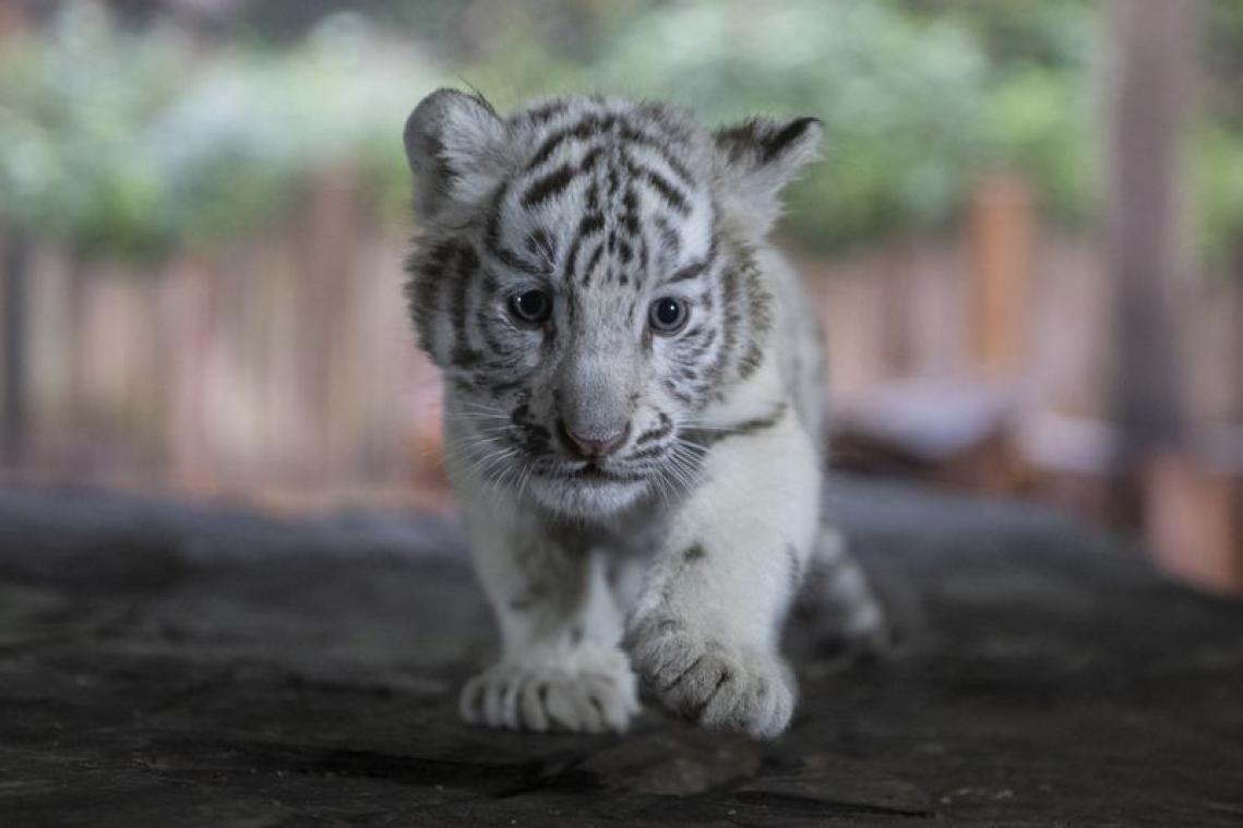 Un trafic de bébés tigres blancs mis en échec en Tunisie