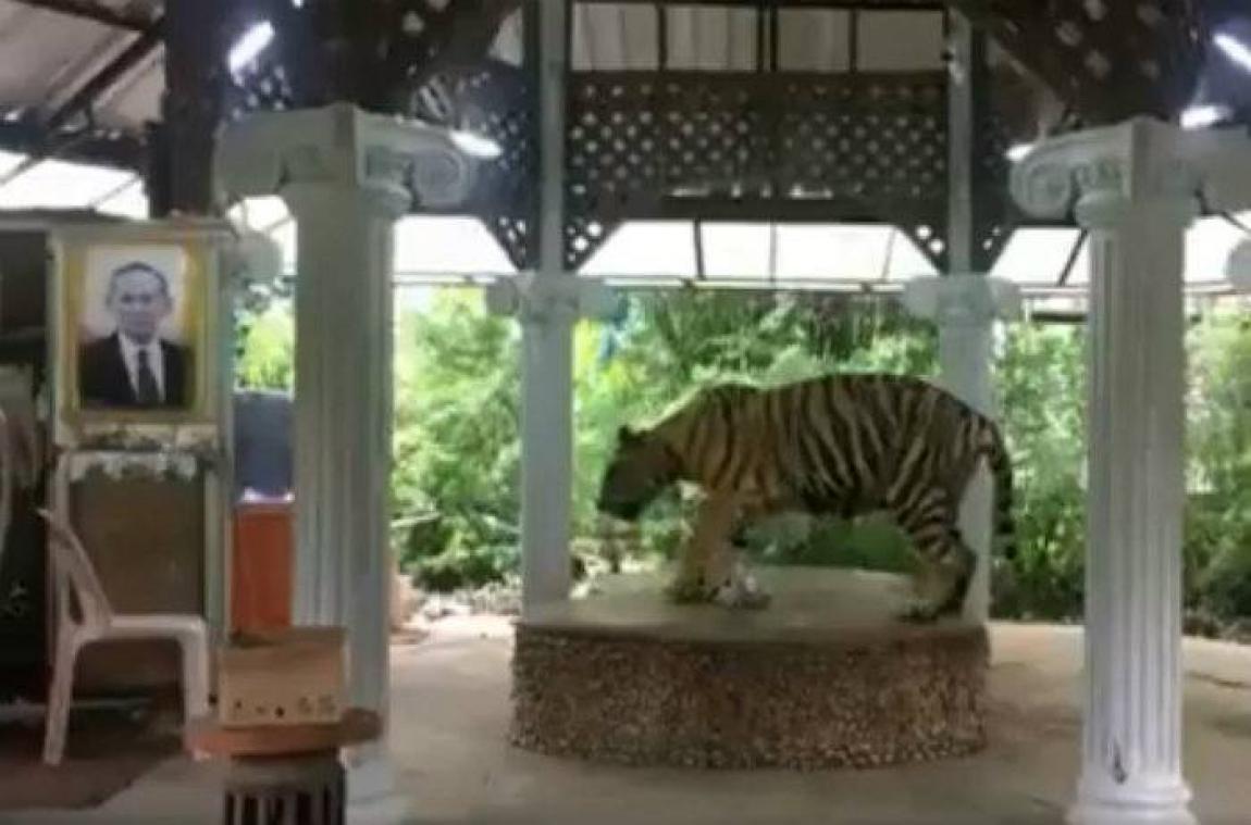 Un tigre attaché toute la journée à une chaîne pour faire des selfies avec les touristes