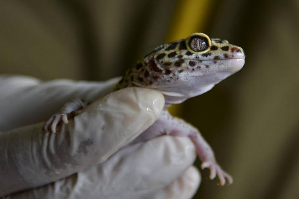Un vlogger décède en direct après avoir mangé des geckos