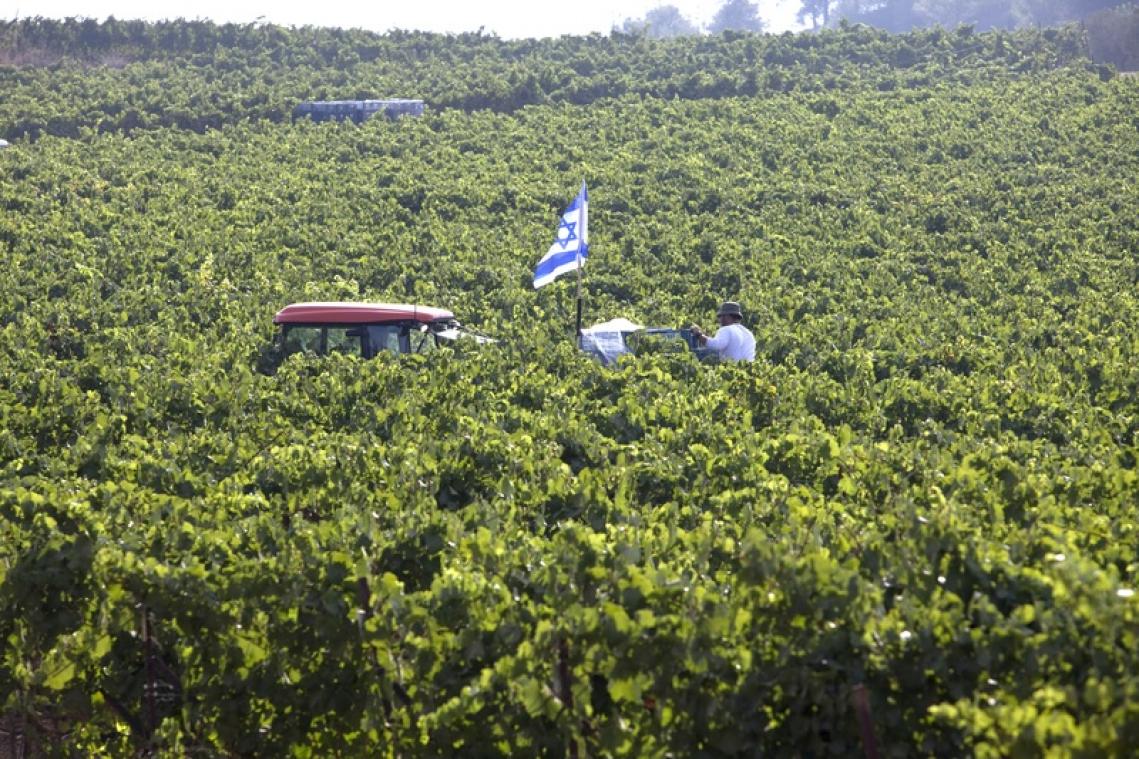 La justice canadienne juge «trompeur» d'étiqueter «Produits d'Israël» du vin palestinien