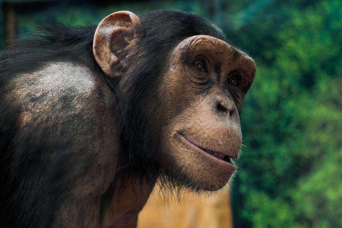 Des scientifiques assurent avoir créé un hybride entre un chimpanzé et un homme