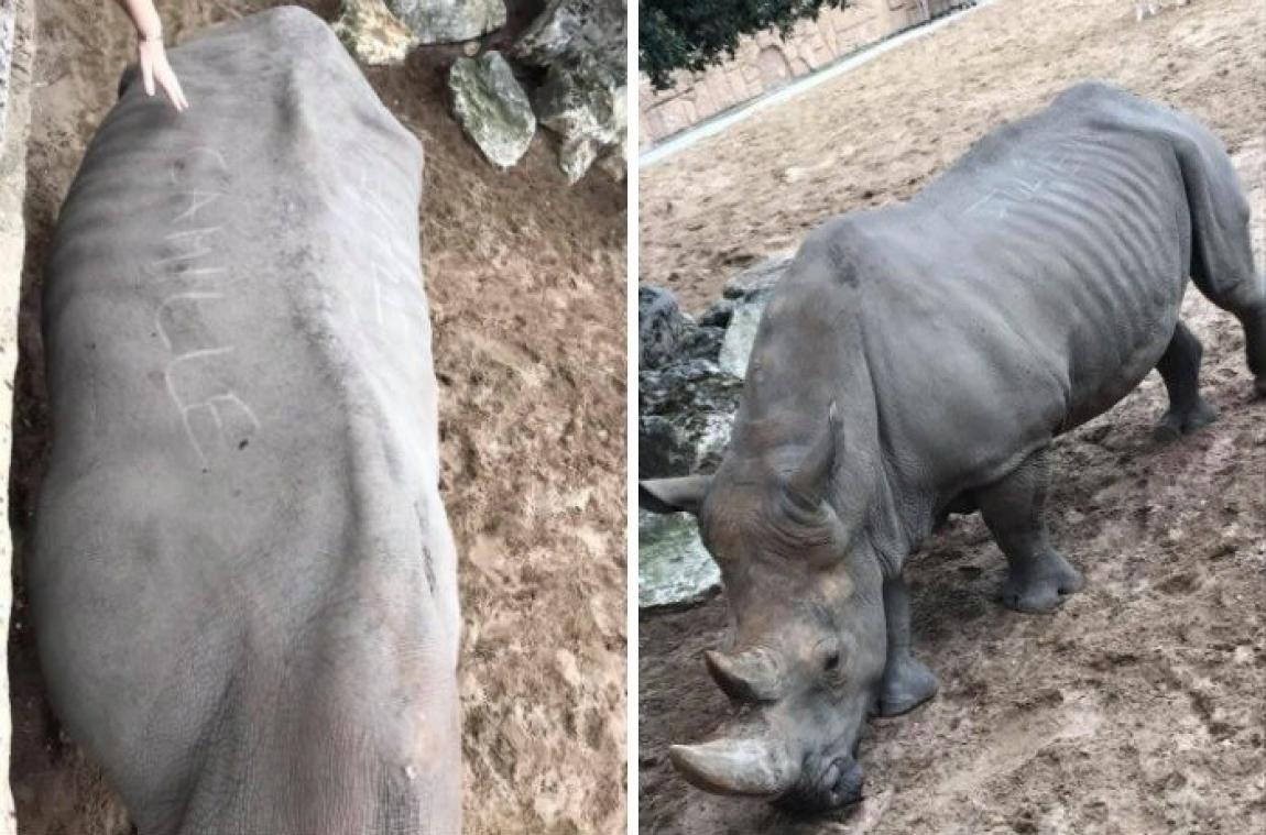Des visiteurs laissent leur nom sur un rhinocéros dans un zoo en France
