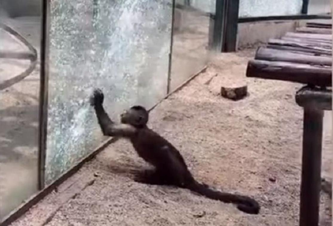 Un singe brise la vitre de son zoo grâce à une pierre qu'il a affûtée