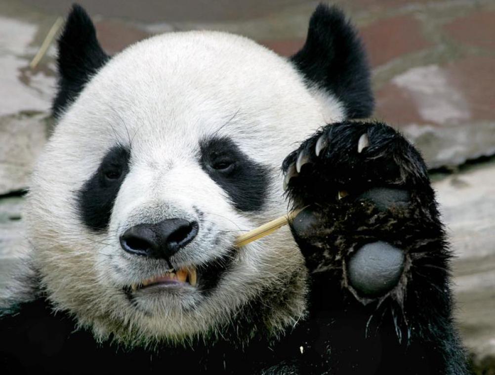 La Thaïlande pleure son panda géant, chaste et adoré