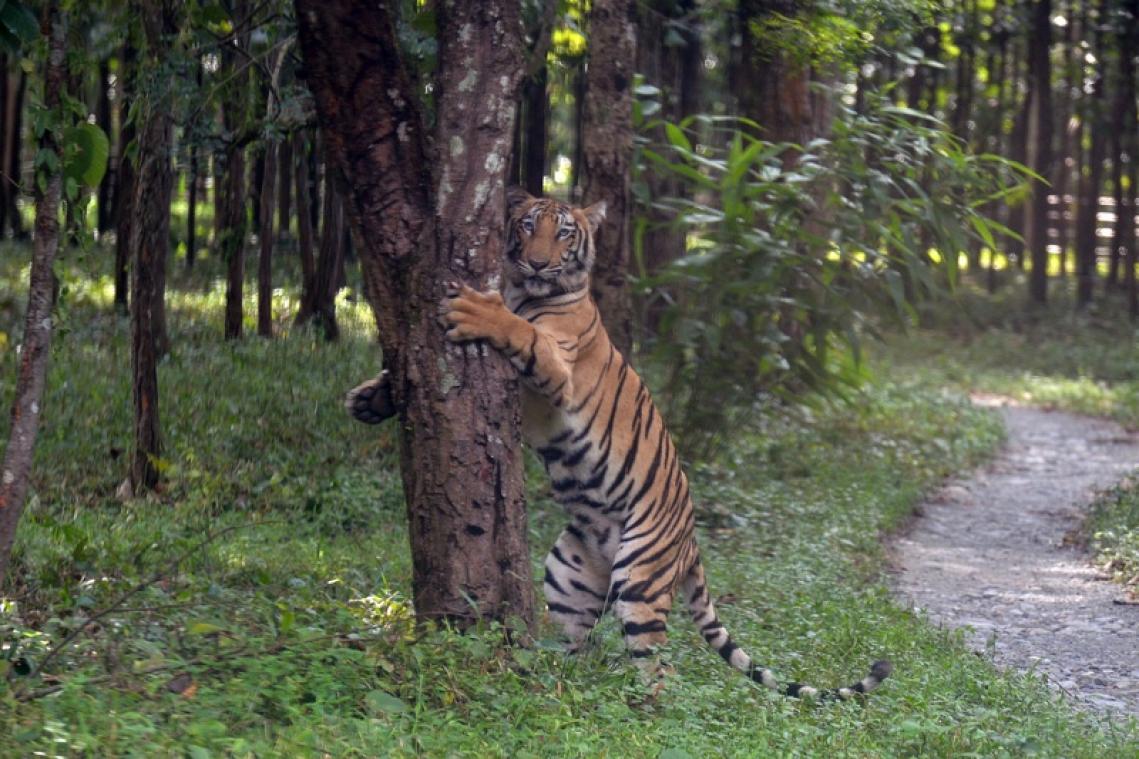 Un braconnier de tigres qui mangeait des pénis d'ours arrêté en Inde