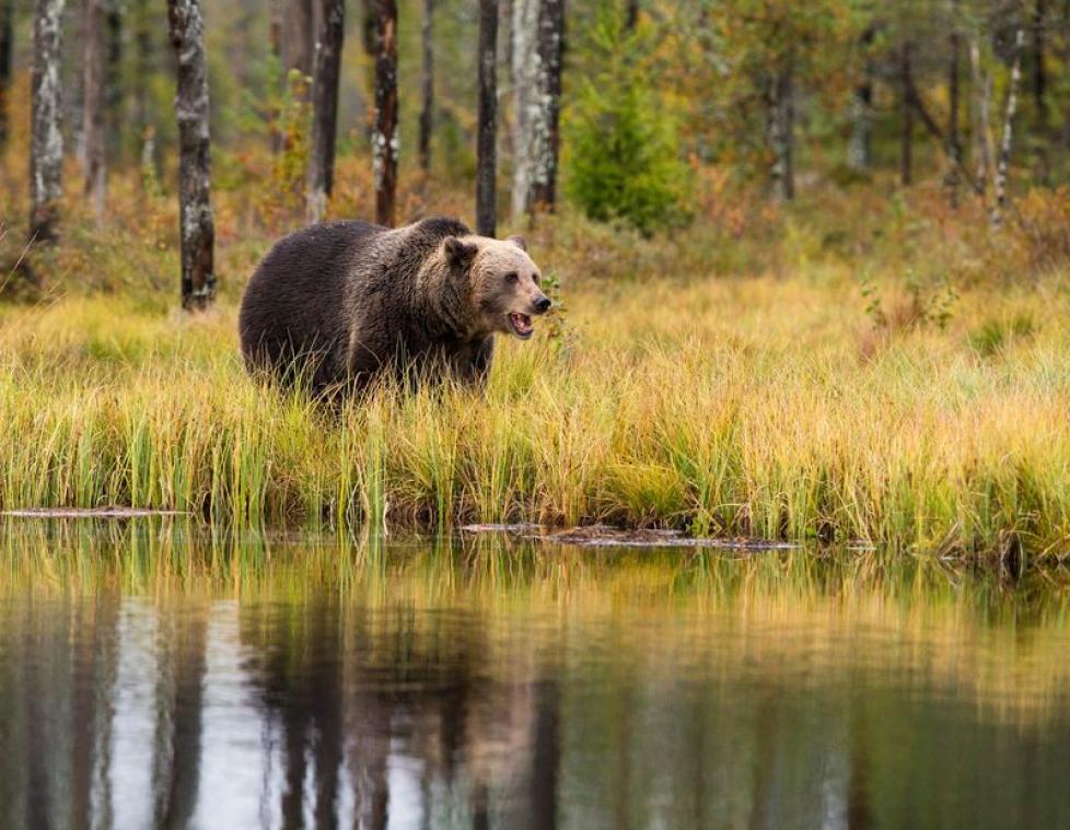 Une émission de télé américaine va voir s'affronter des hommes et des ours