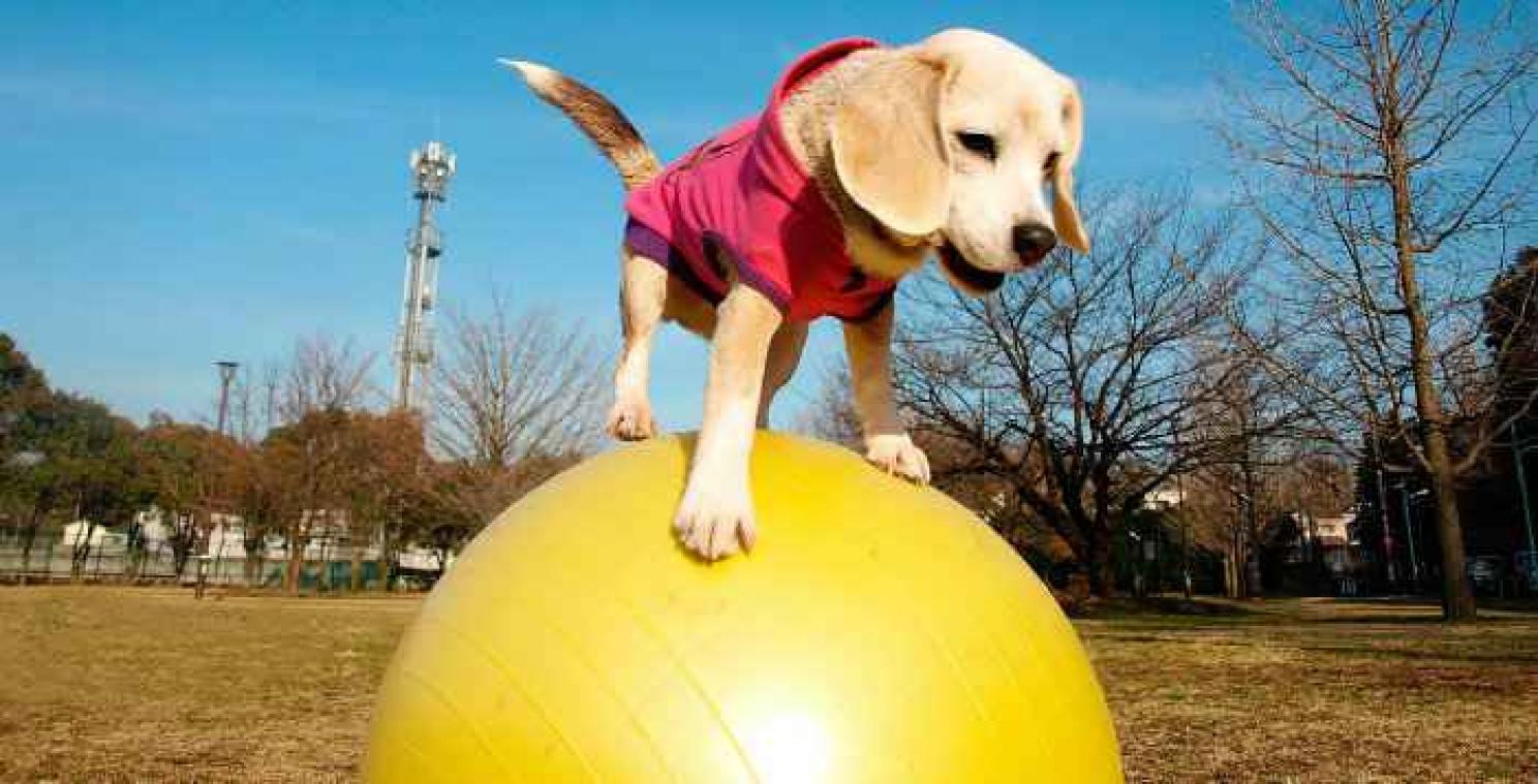 VIDEO. Un beagle bat le record de vitesse sur balle de yoga par un chien