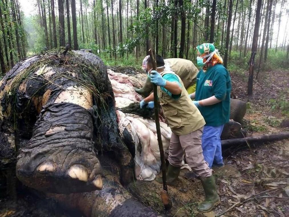 Le corps d'un éléphant de Sumatra décapité retrouvé en Indonésie