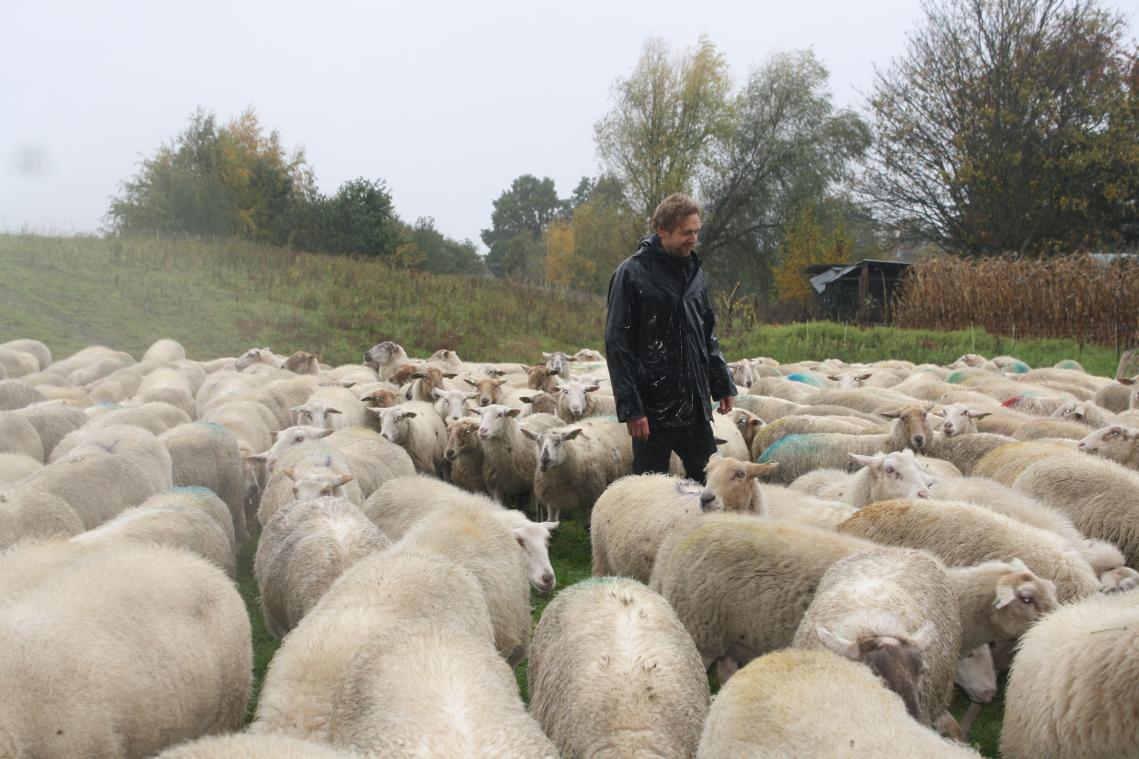 Comment les moutons peuvent contribuer à une économie circulaire et verte