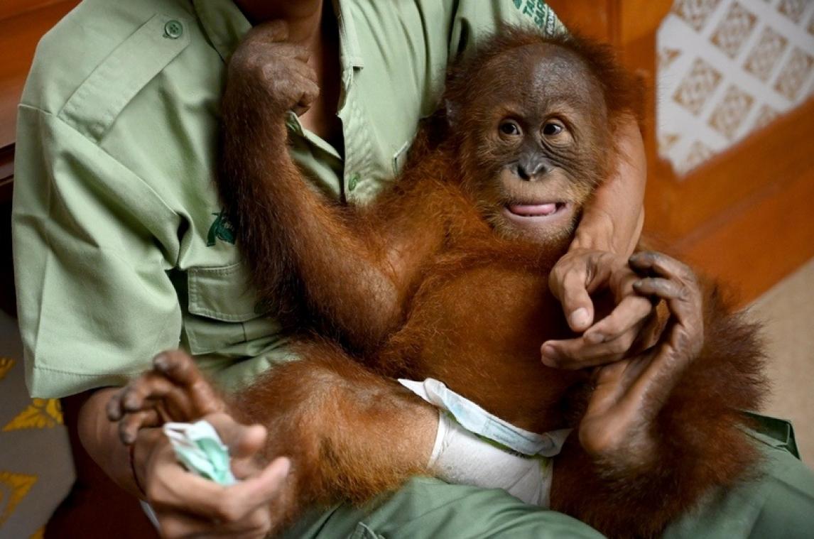 Un bébé orang-outan caché dans une valise relâché dans la nature