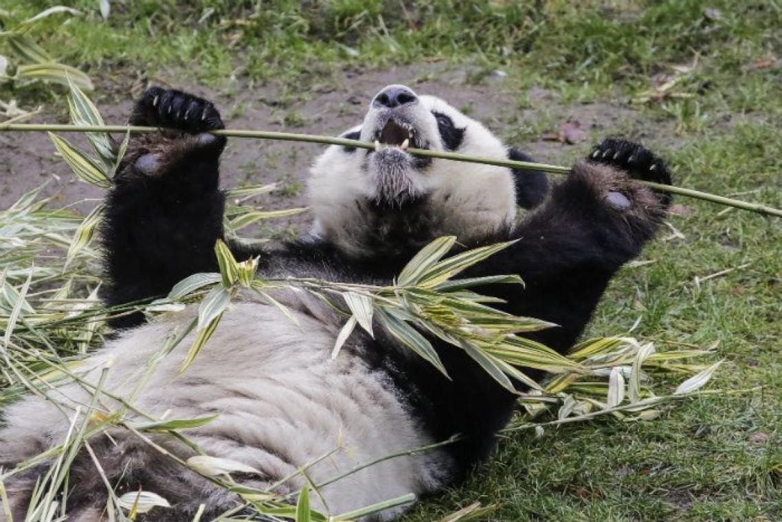 Pairi Daiza salué pour son action en faveur des pandas