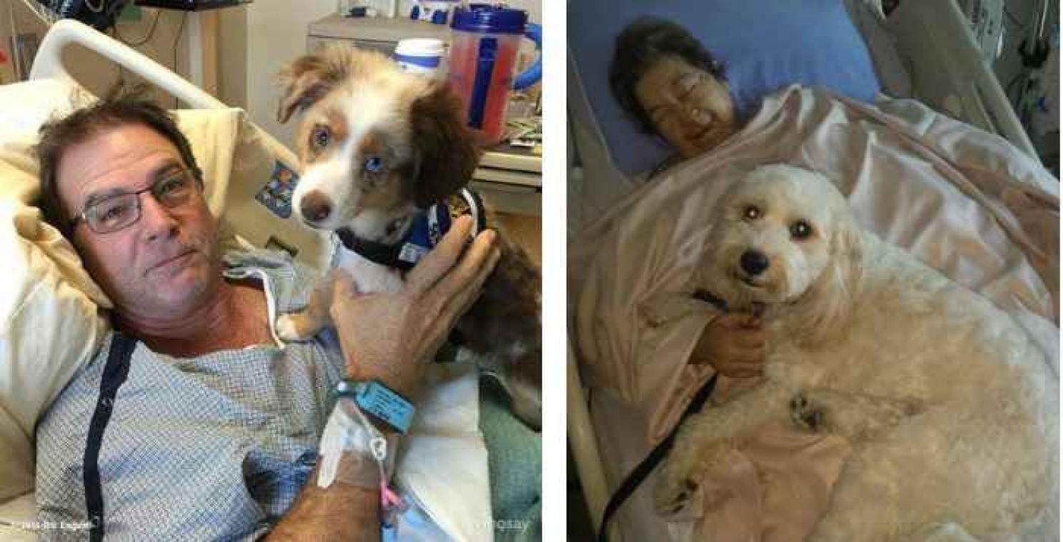 Au Canada, un hôpital permet aux chiens de rendre visite à leur maître malade