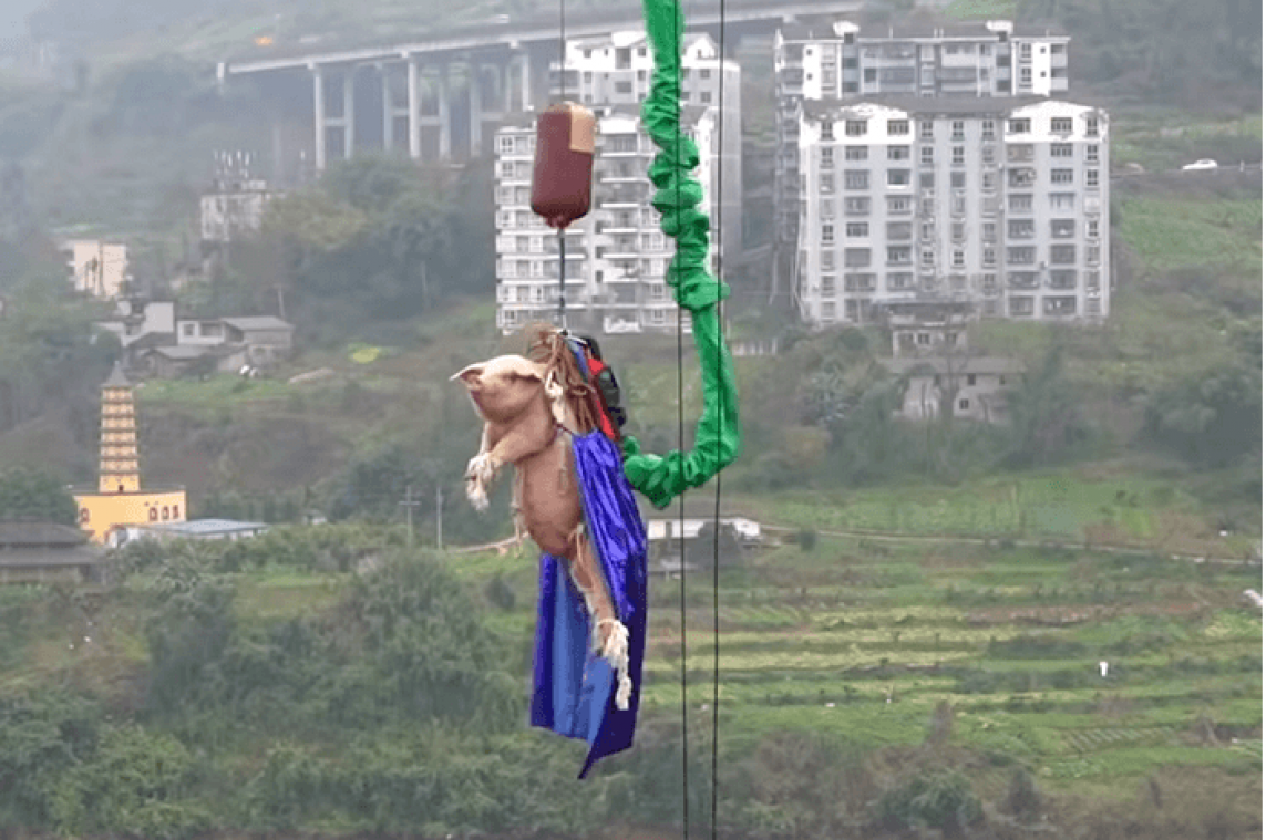 Un cochon obligé de sauter à l'élastique dans un parc d'attractions chinois