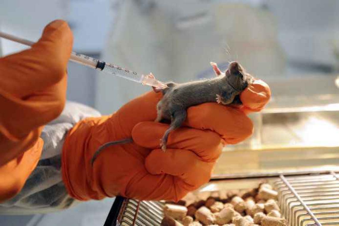 Des chercheurs testent un vaccin contre le coronavirus sur des souris
