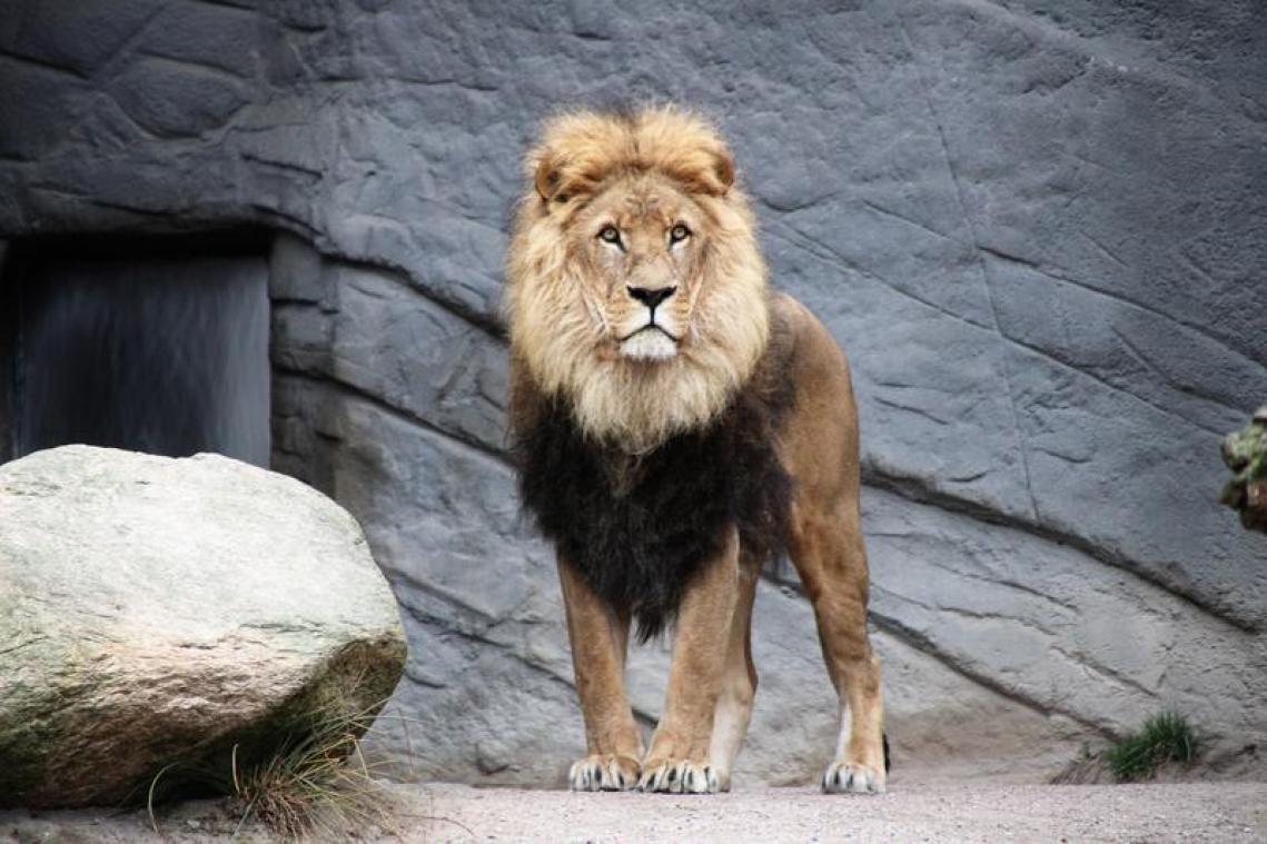 Les restes d'un adolescent travaillant dans un parc animalier retrouvés dans l'enclos des lions
