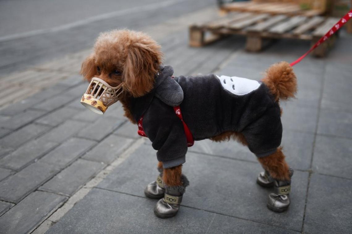 Un chien infecté par le coronavirus placé en quarantaine à Hong Kong