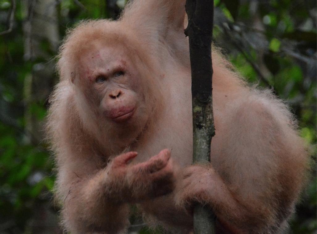 Le seul orang-outan albinos connu observé en bonne santé dans la forêt de Bornéo