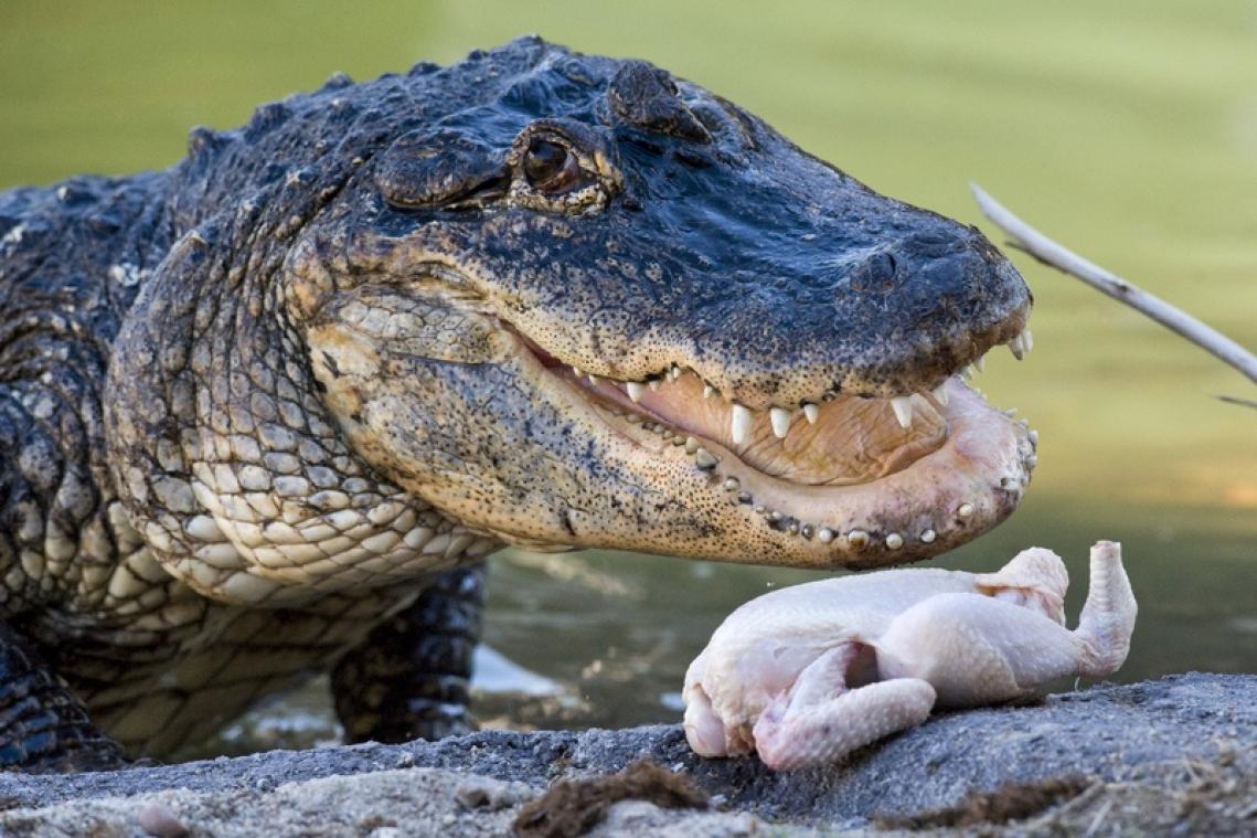 Elle cache un alligator dans sa cave pendant 25 ans