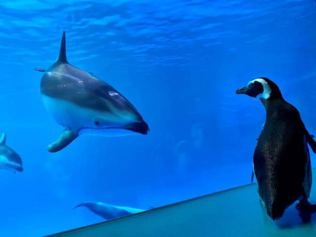 VIDEO. Deux pingouins profitent du lockdown pour se promener